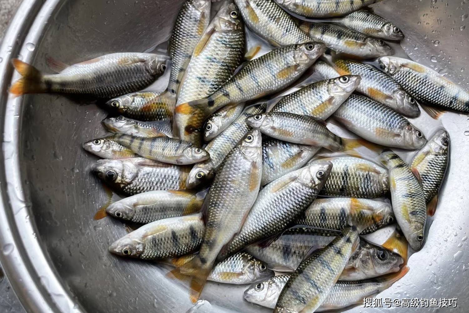 炒黄豆粉诱鱼技巧(炒黄豆粉怎样钓鲫鱼)