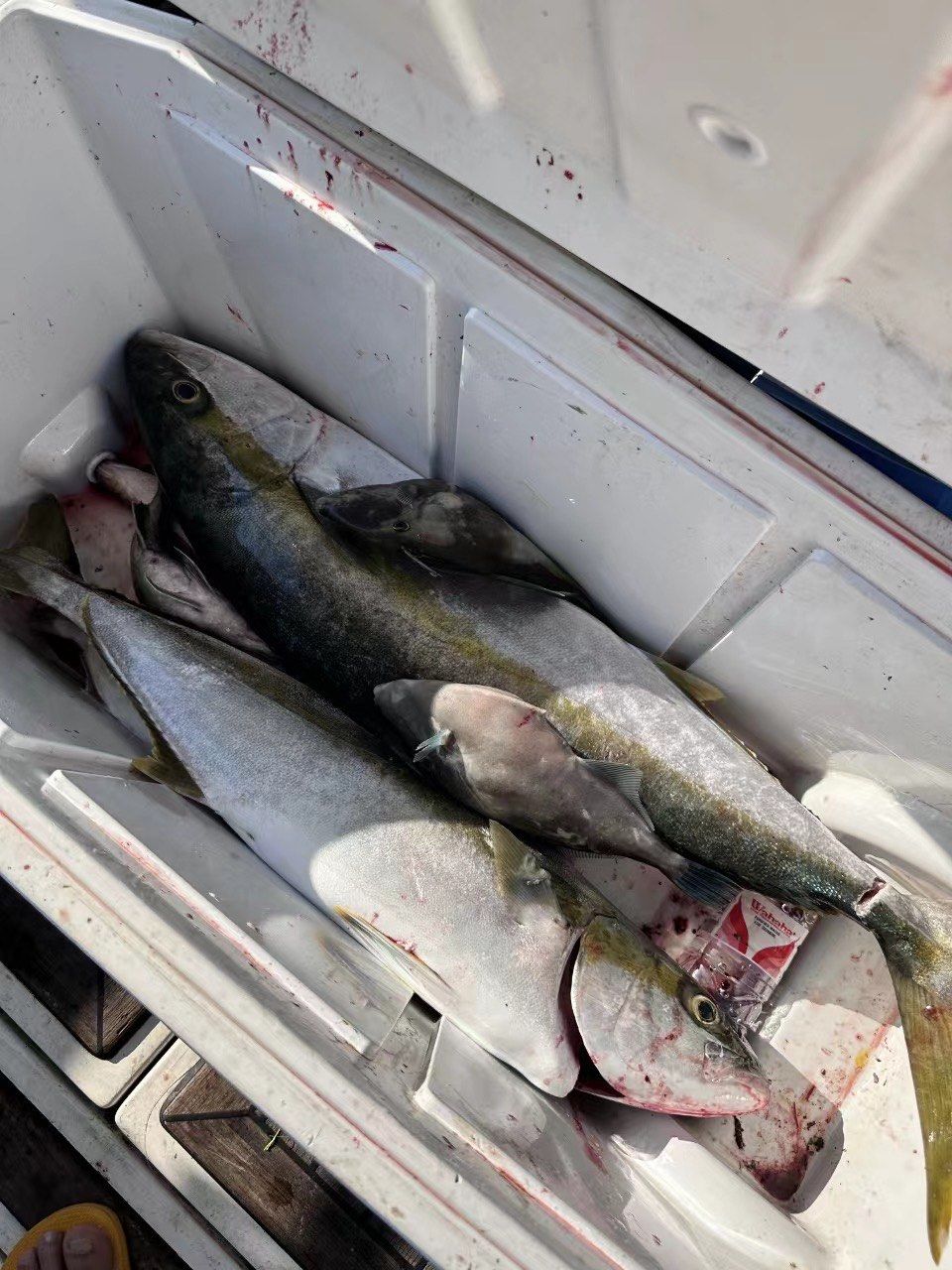 哪国海钓容易(哪里海钓能钓大鱼) 哪国海钓容易(哪里海钓能钓大鱼)