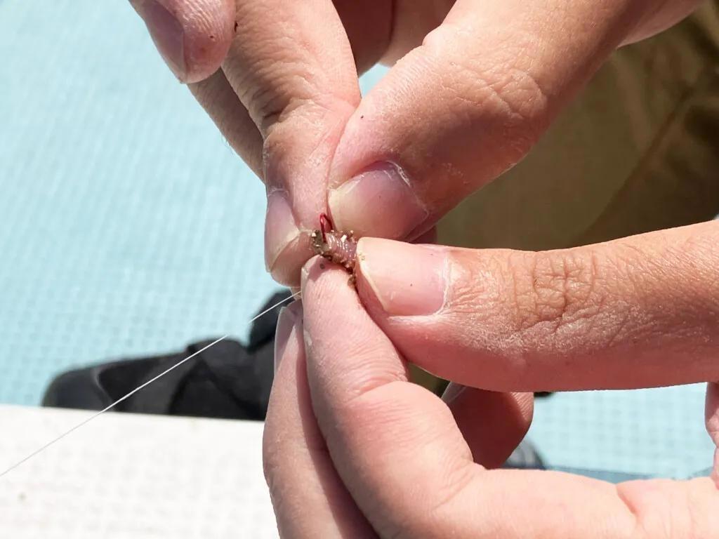 海钓活饵挂法(海钓活饵怎么挂钩)