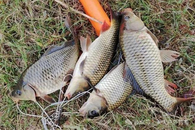 夏天夜钓鲤鱼技巧(夏天夜钓鲤鱼鱼的最佳水深)