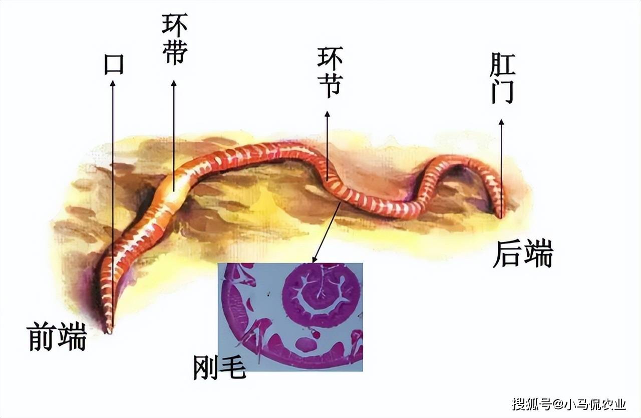 蚯蚓粉技巧(蚯蚓粉怎么做)