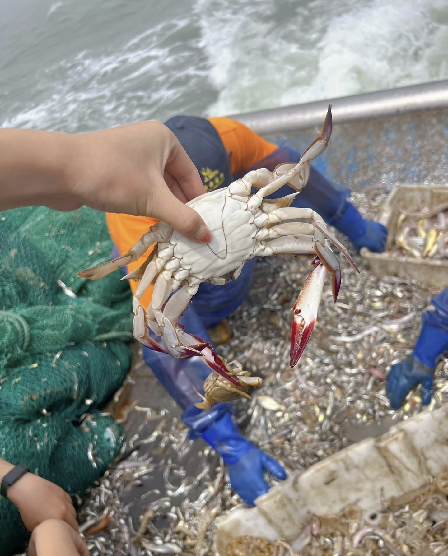 捕包头鱼技巧(钓包头鱼的技巧视频)