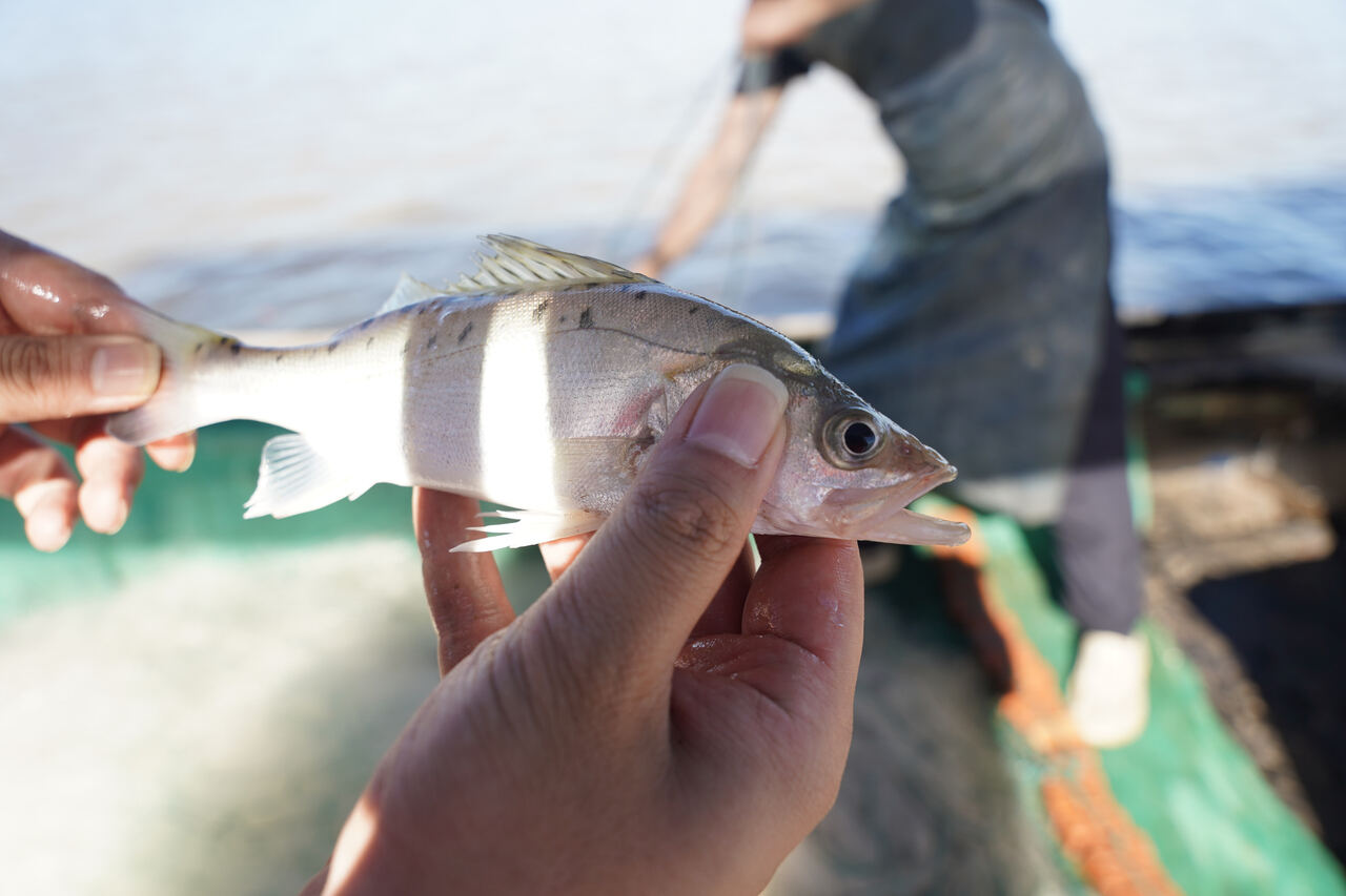 捕包头鱼技巧(钓包头鱼的技巧视频)