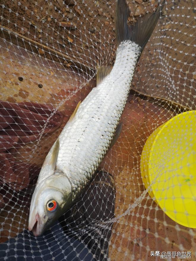 垣曲小浪底路亚(路亚翘嘴什么时间最好) 垣曲小浪底路亚(路亚翘嘴什么时间最好)