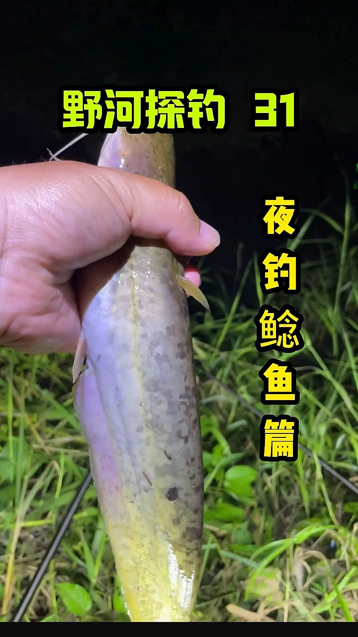 夏天夜钓鲶鱼技巧(夏季夜钓鲶鱼技巧) 夏天夜钓鲶鱼技巧(夏季夜钓鲶鱼技巧)