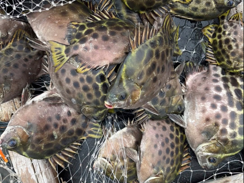 钓金鼓鱼的技巧(金鼓鱼钓法线组)