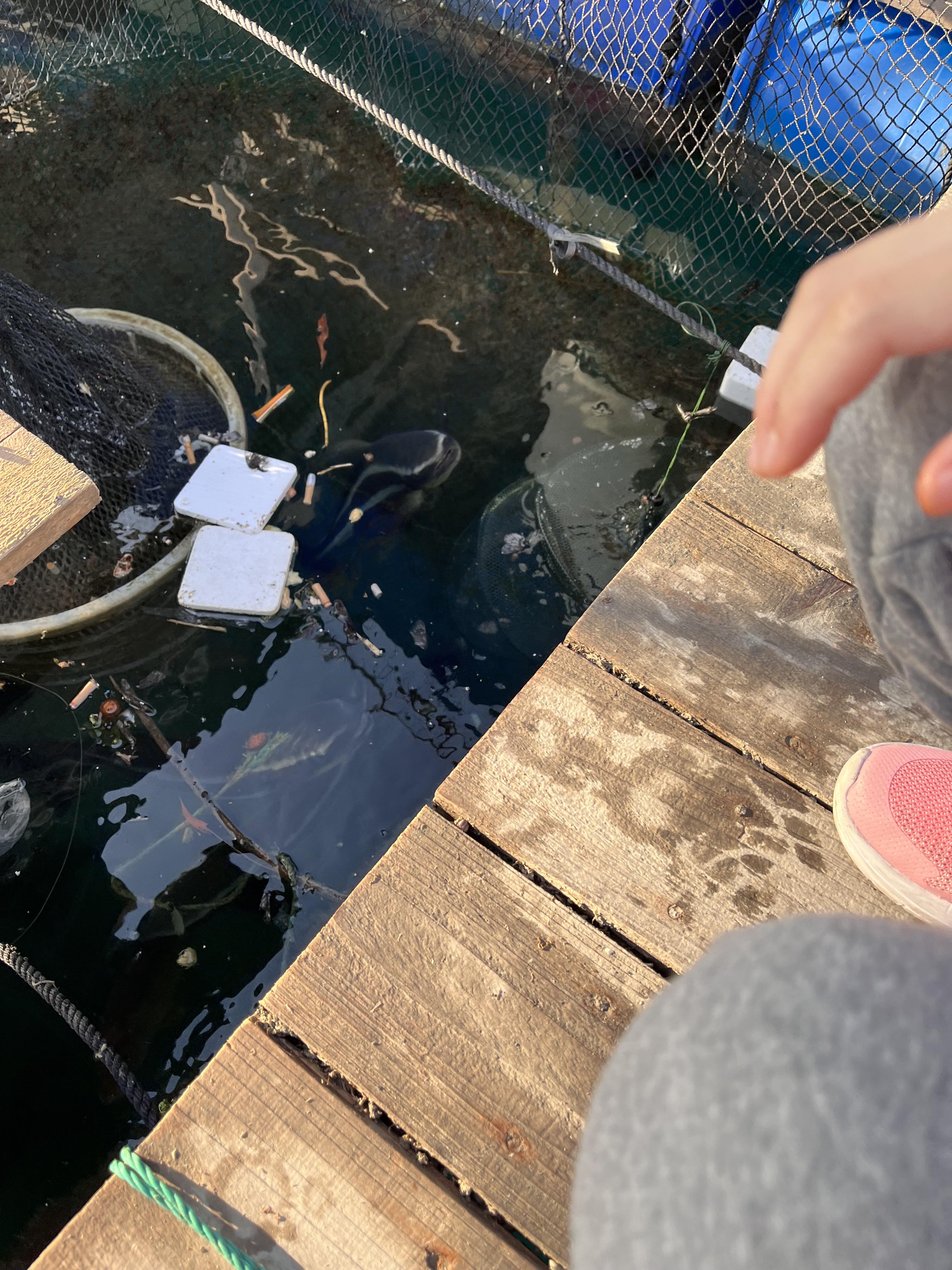 最新惠州出海钓鱼(惠州出海海钓) 最新惠州出海钓鱼(惠州出海海钓)