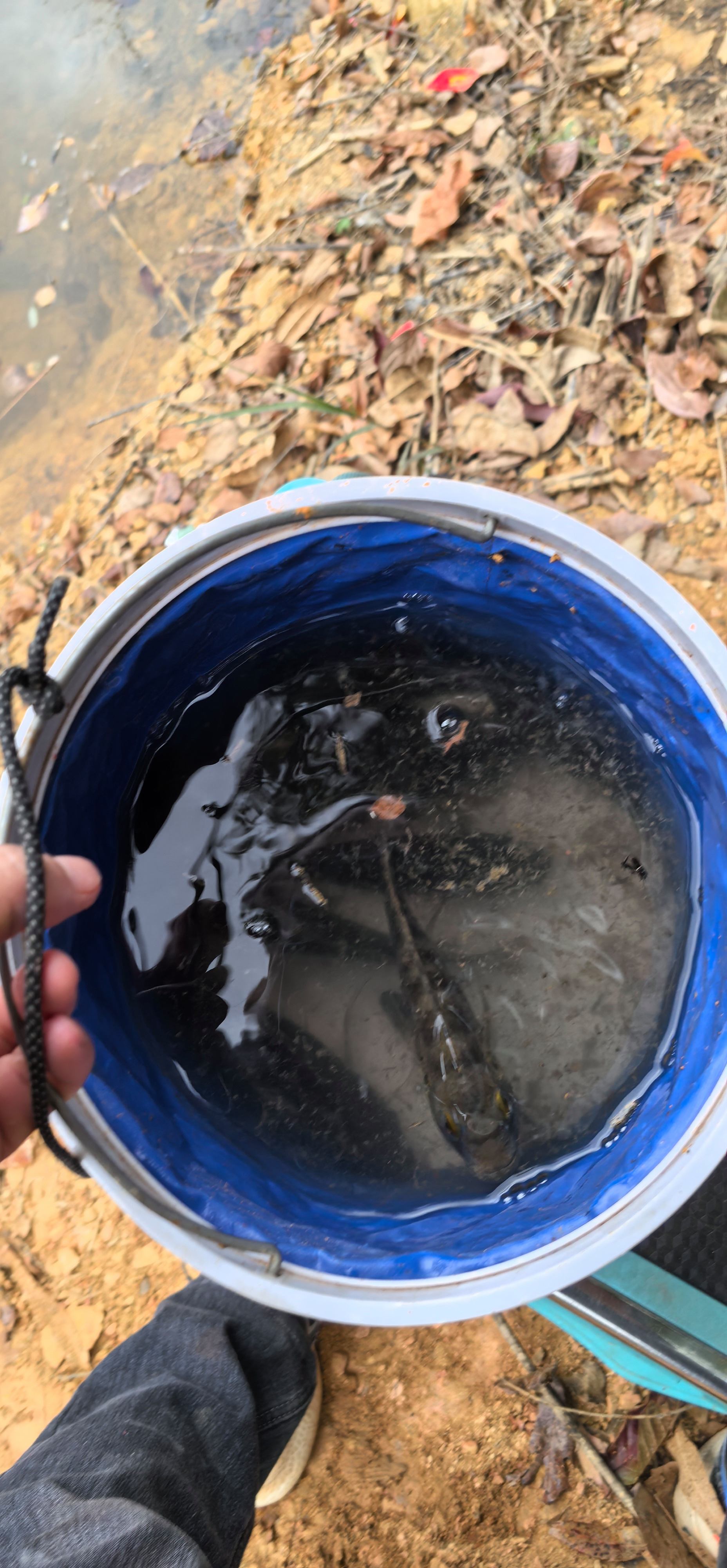 水流大饵料添加(流水钓鱼饵料) 水流大饵料添加(流水钓鱼饵料)