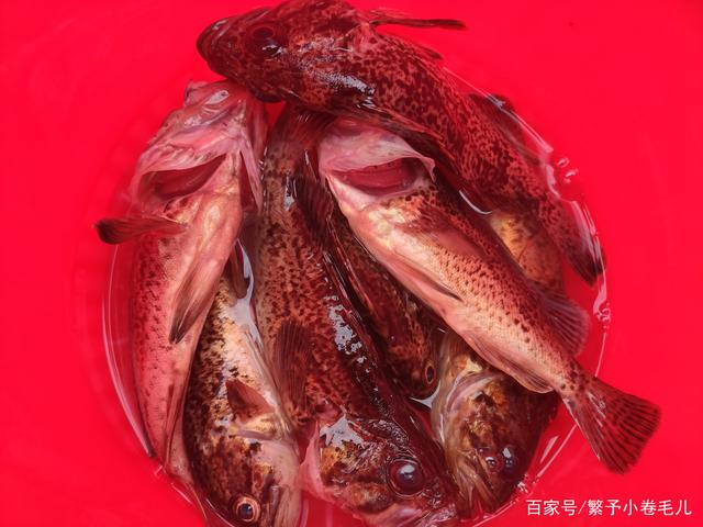 黑头鱼5月海钓(黑头鱼什么季节最好钓) 黑头鱼5月海钓(黑头鱼什么季节最好钓)
