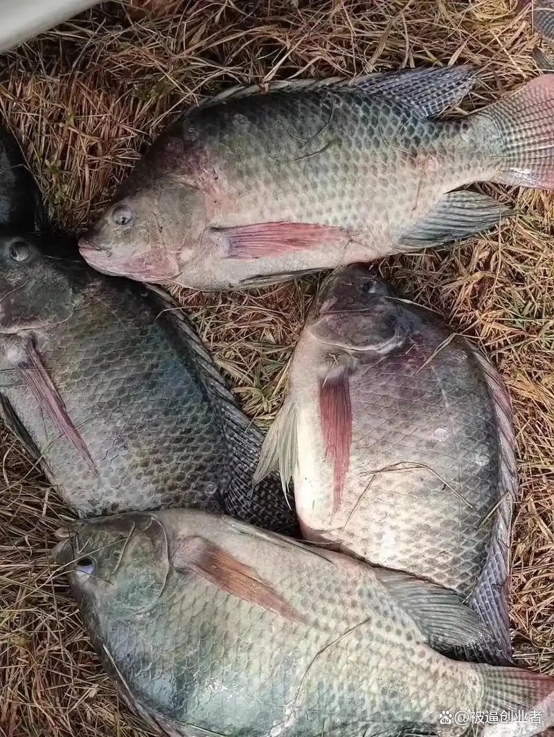 路亚罗非鱼温度(路亚罗非什么季节好) 路亚罗非鱼温度(路亚罗非什么季节好)