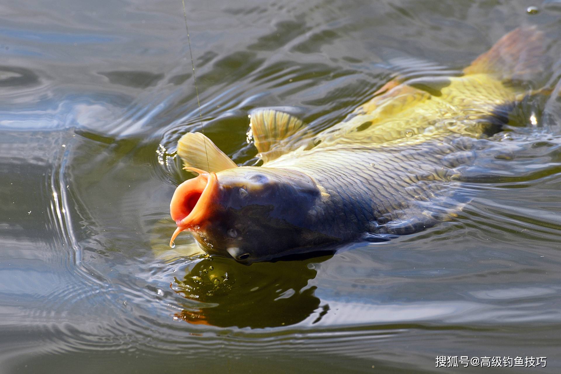 夜钓黑坑鲤鱼技巧(黑坑夜钓鲤鱼怎么钓)