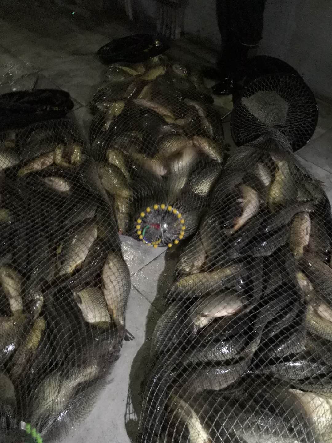 夜钓黑坑鲤鱼技巧(黑坑夜钓鲤鱼怎么钓)