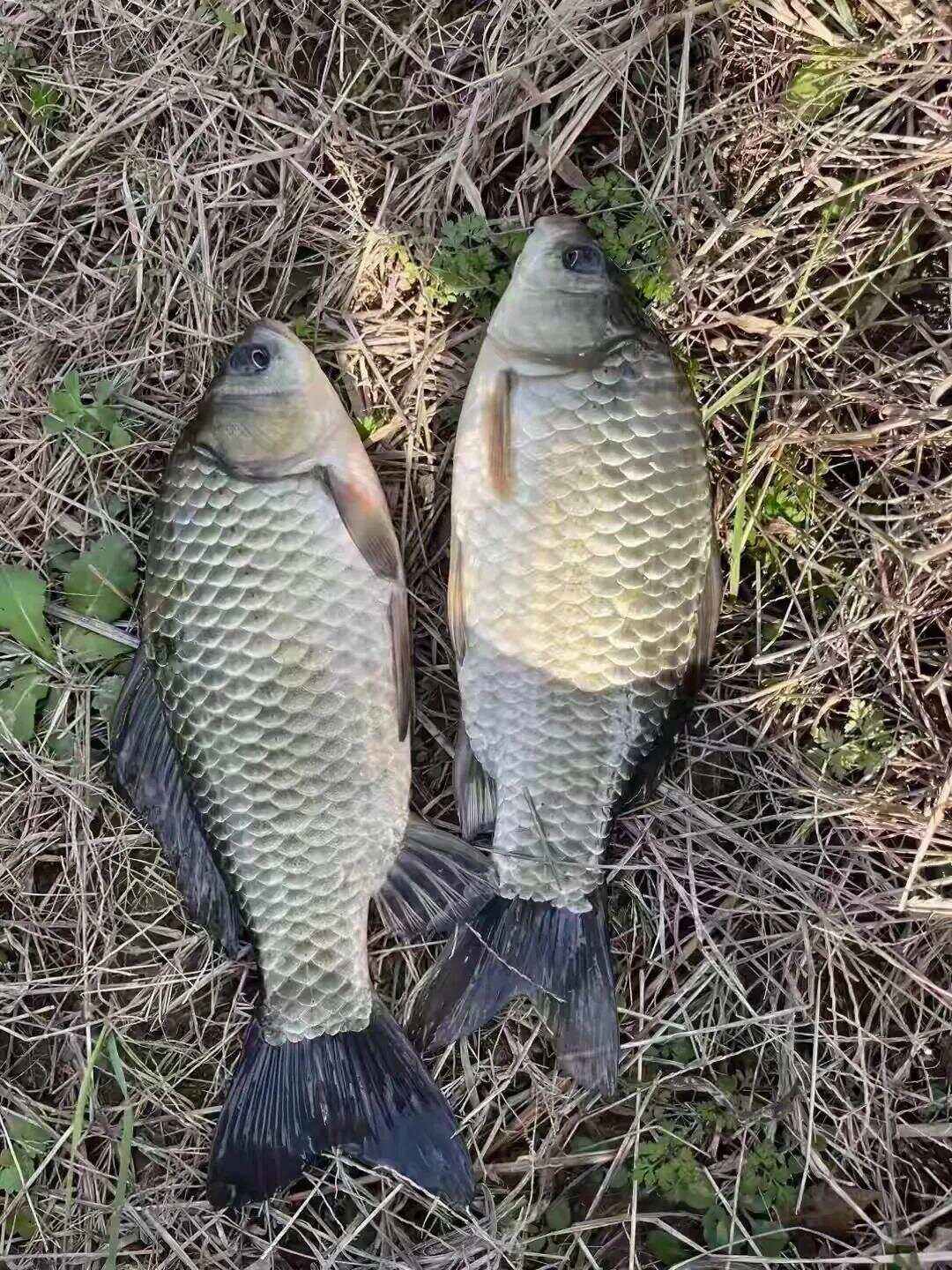 春分后下雨钓鱼技巧(春分后下雨钓鱼技巧和方法)