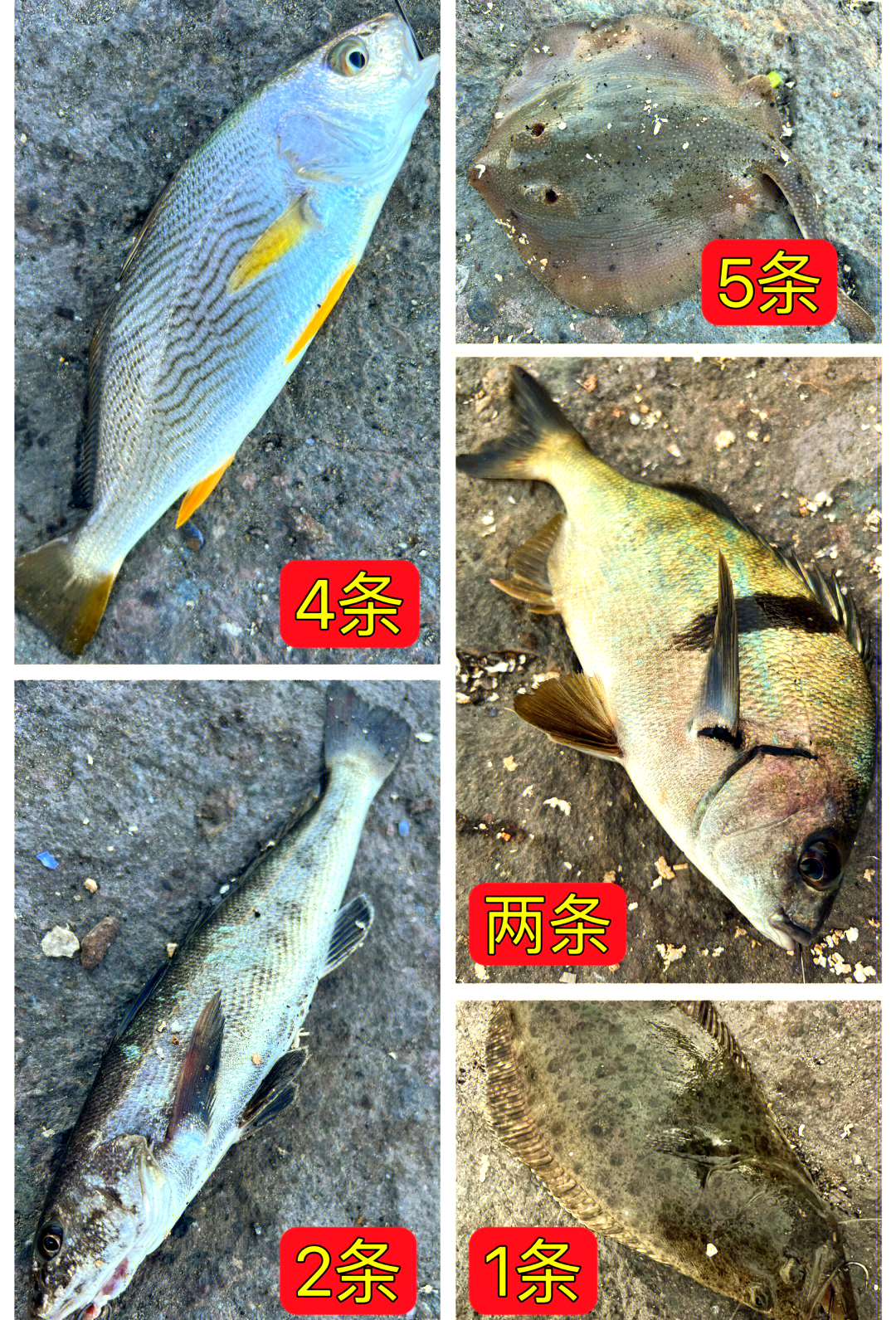 新西兰海钓鱼种(15米海钓船多少钱一艘) 新西兰海钓鱼种(15米海钓船多少钱一艘)