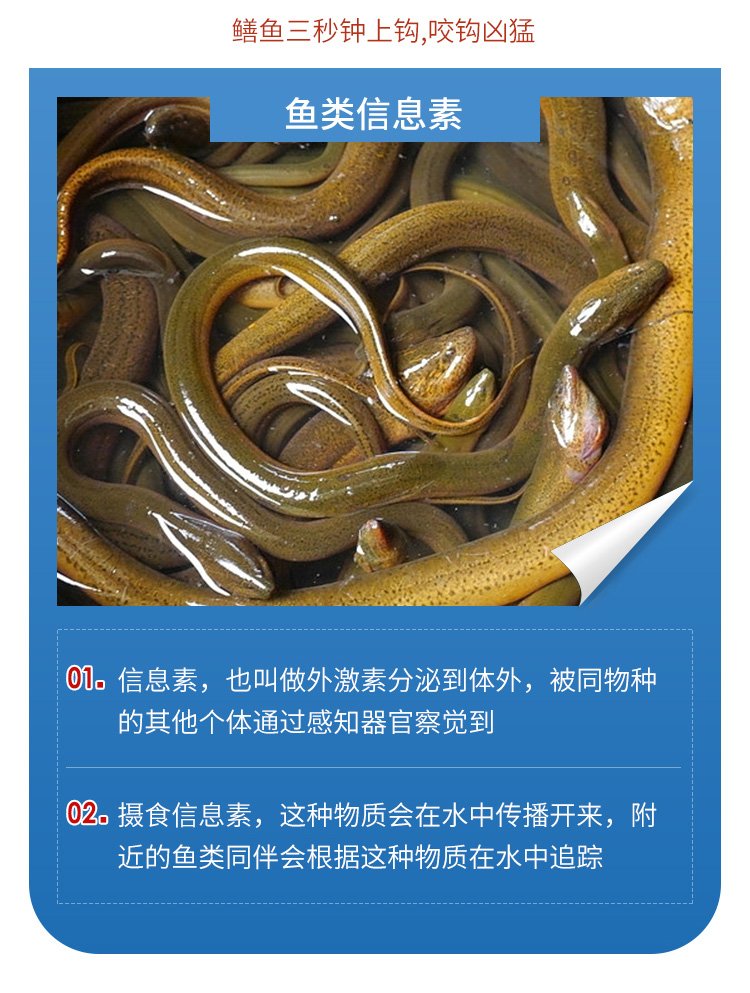 下黄鳝用什么饵料最好(下黄鳝用什么饵料最好钓)