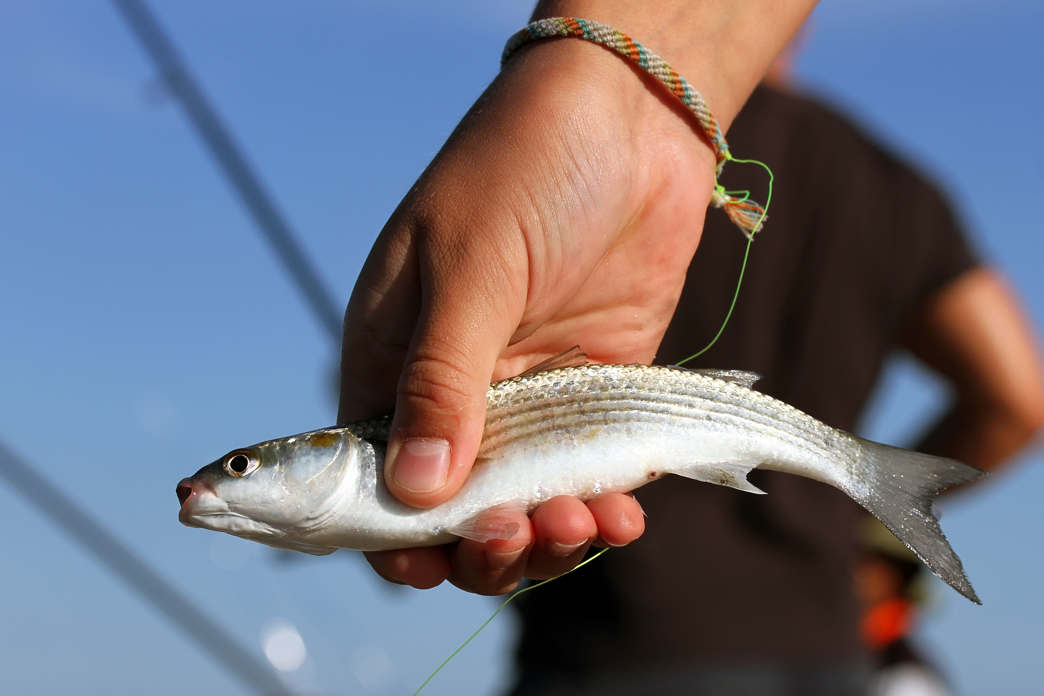 钓鲅鱼提竿技巧(钓鲅鱼的技巧与手法)