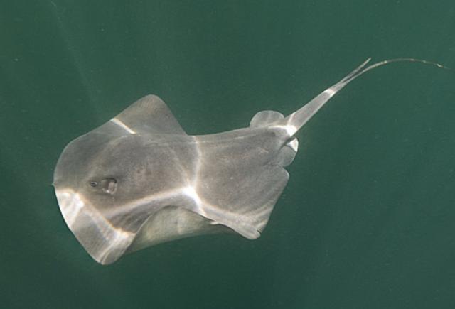 海钓魟鱼(海钓鲣鱼) 海钓魟鱼(海钓鲣鱼)