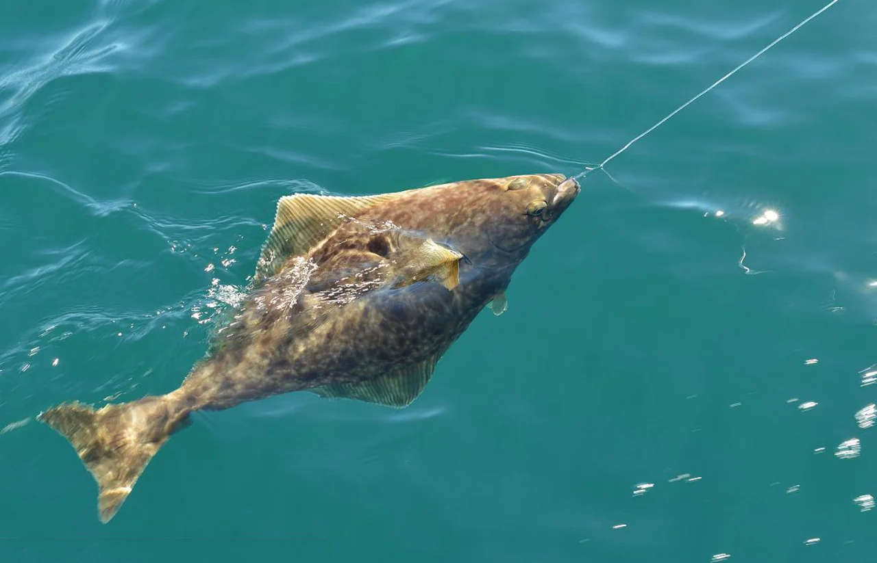 珠海钓海鱼(珠海市海钓最佳钓点) 珠海钓海鱼(珠海市海钓最佳钓点)