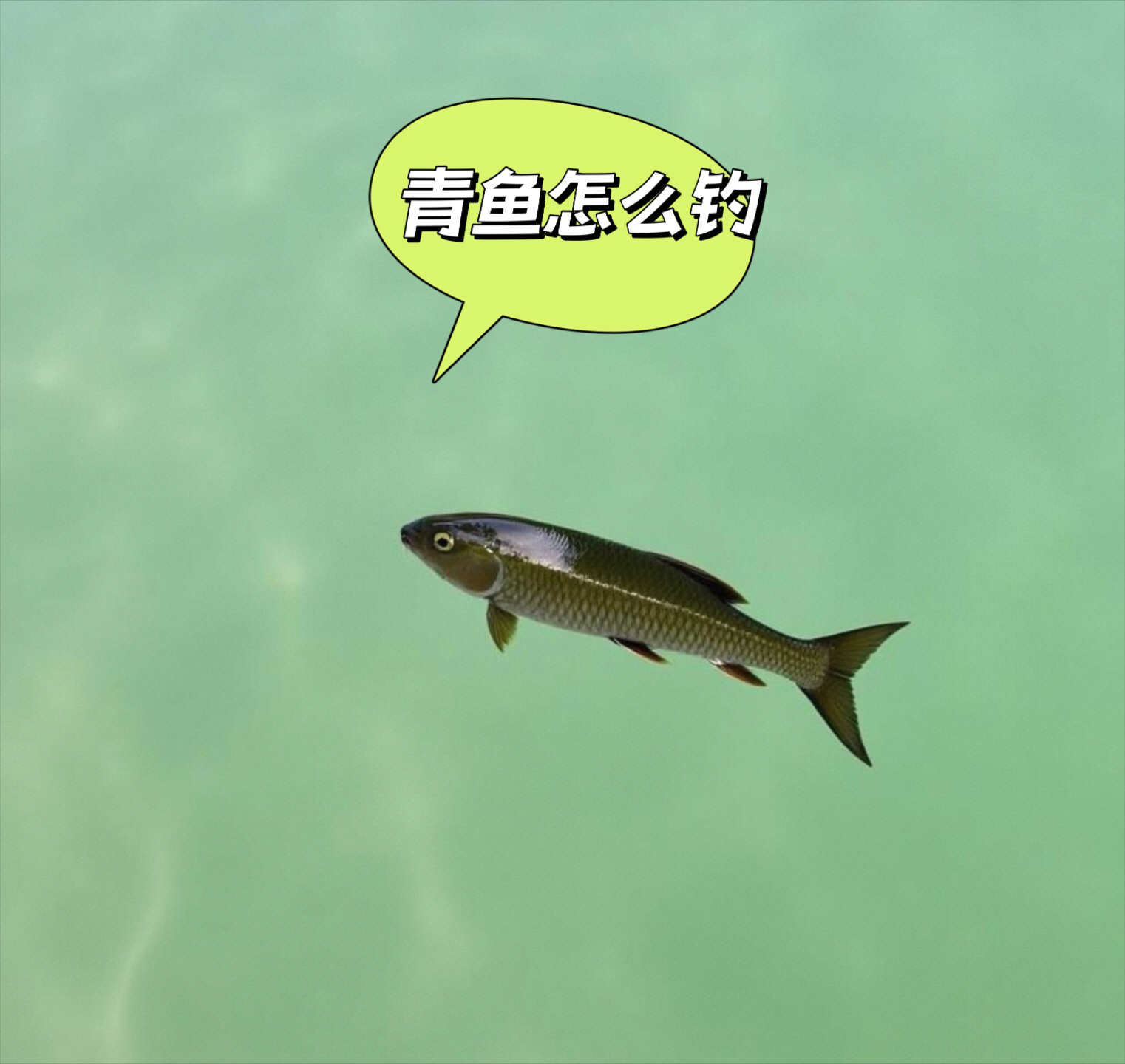 中秋节以后钓青鱼技巧(钓青鱼最牛逼的钓法) 中秋节以后钓青鱼技巧(钓青鱼最牛逼的钓法)