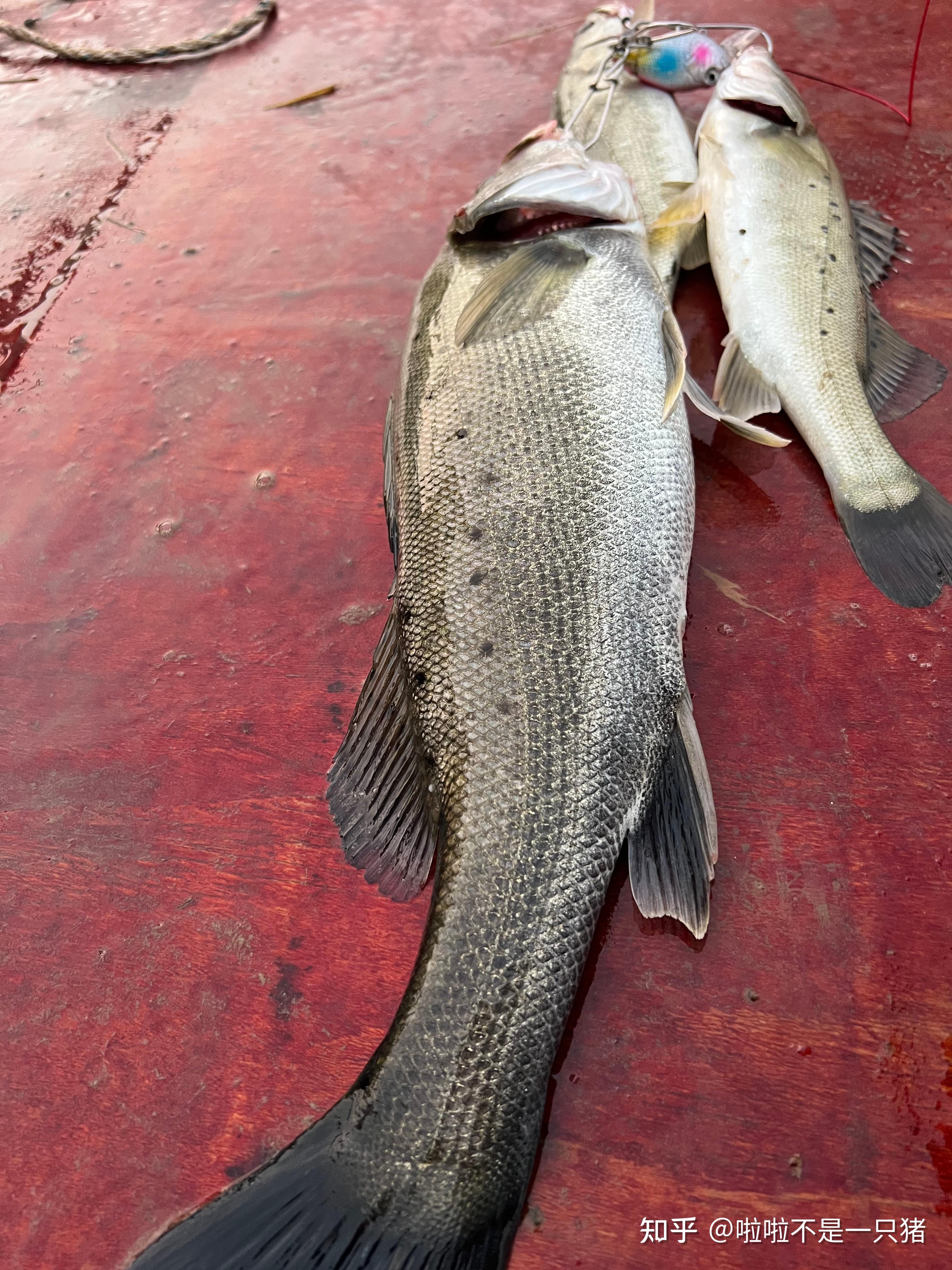 昆山阳澄湖路亚(阳澄湖一日游最佳路线图) 昆山阳澄湖路亚(阳澄湖一日游最佳路线图)
