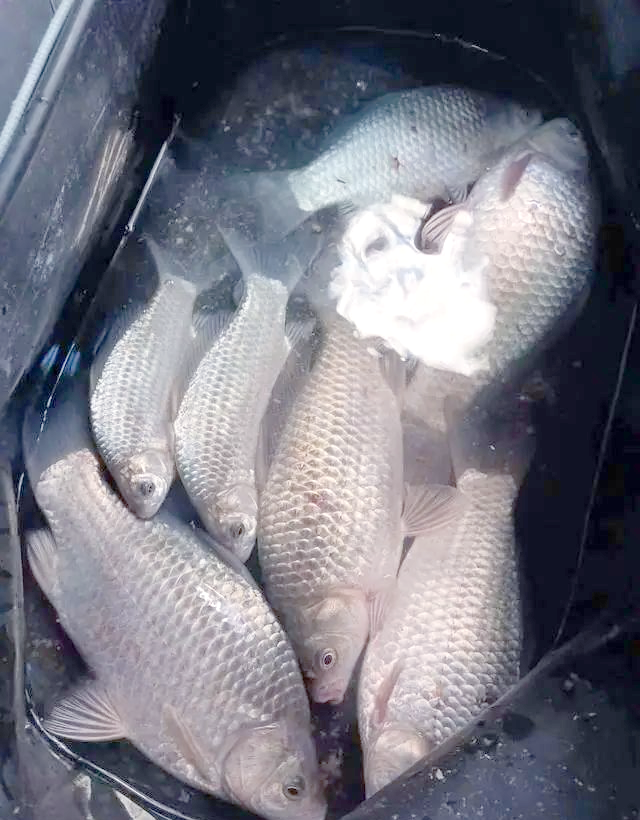 大鲫鱼不吃饵料(鲫鱼不吃饲料) 大鲫鱼不吃饵料(鲫鱼不吃饲料)