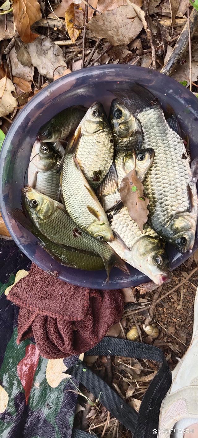 大鲫鱼不吃饵料(鲫鱼不吃饲料) 大鲫鱼不吃饵料(鲫鱼不吃饲料)