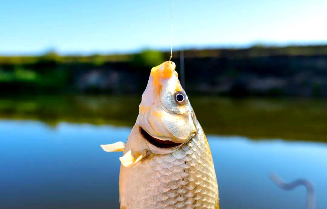 饵料中加蜂蜜好钓鱼吗(钓鱼饵料加蜂蜜有用吗) 饵料中加蜂蜜好钓鱼吗(钓鱼饵料加蜂蜜有用吗)