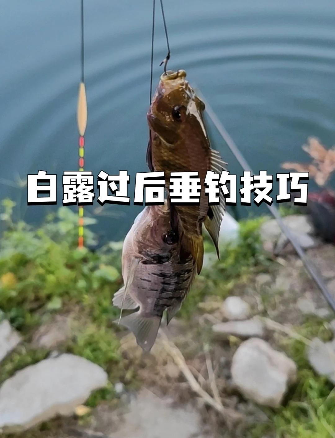 夏季秋季钓鱼技巧視頻(秋季钓鱼的最佳方法) 夏季秋季钓鱼技巧視頻(秋季钓鱼的最佳方法)