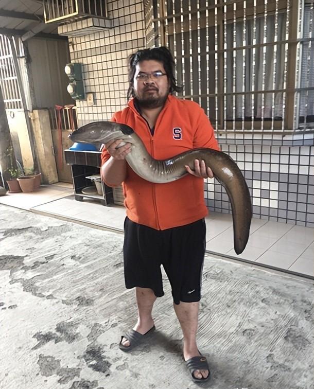 钓鲈鳗技巧(鲈鳗养殖知识和什么饲料) 钓鲈鳗技巧(鲈鳗养殖知识和什么饲料)