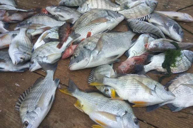 南沙包船海钓(广州南沙包船出海捕鱼)