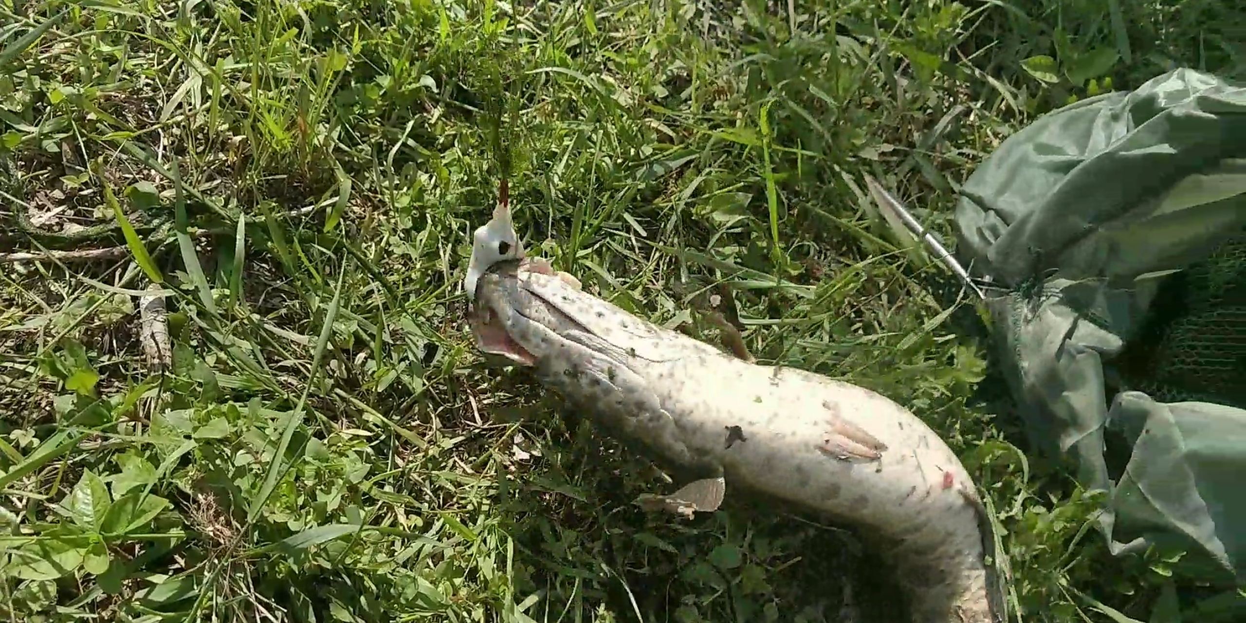 南方春季路亚黑鱼(春季路亚黑鱼经验) 南方春季路亚黑鱼(春季路亚黑鱼经验)