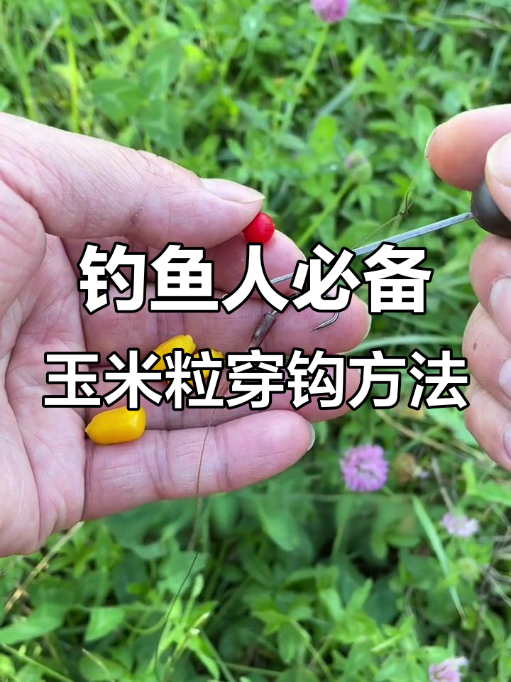 玉米夏天钓鱼技巧(玉米夏天钓鱼技巧图解) 玉米夏天钓鱼技巧(玉米夏天钓鱼技巧图解)