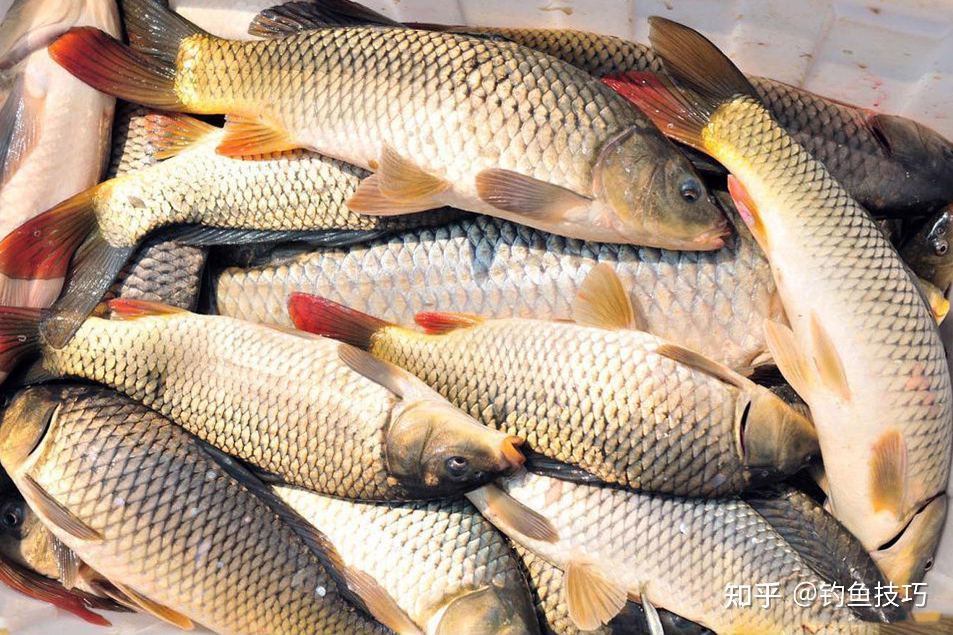 黑坑鲤鱼小黄面技巧(黑坑的小黄面哪个牌子好) 黑坑鲤鱼小黄面技巧(黑坑的小黄面哪个牌子好)