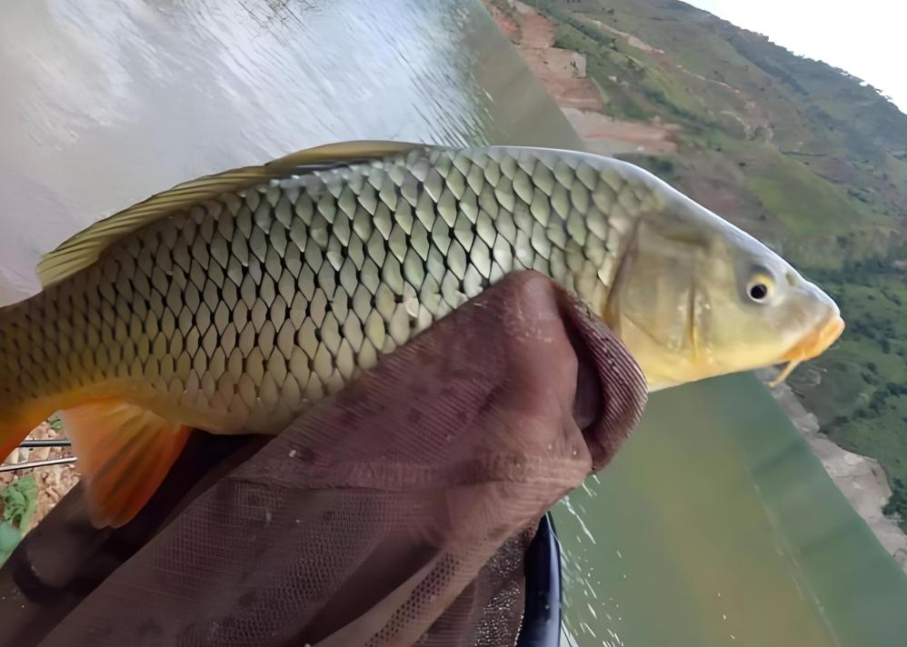 春天3月钓鲤鱼鱼技巧(春天3月钓鲤鱼鱼技巧图解) 春天3月钓鲤鱼鱼技巧(春天3月钓鲤鱼鱼技巧图解)