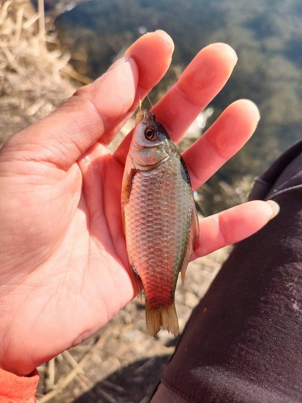 黑坑钓黄金鲫鱼技巧(黑坑钓青鱼技巧详解全攻略) 黑坑钓黄金鲫鱼技巧(黑坑钓青鱼技巧详解全攻略)