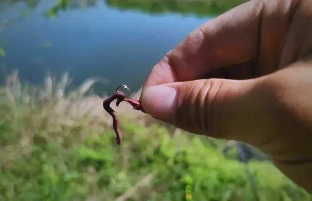 蚯蚓饵料(蚯蚓饵料使用方法) 蚯蚓饵料(蚯蚓饵料使用方法)