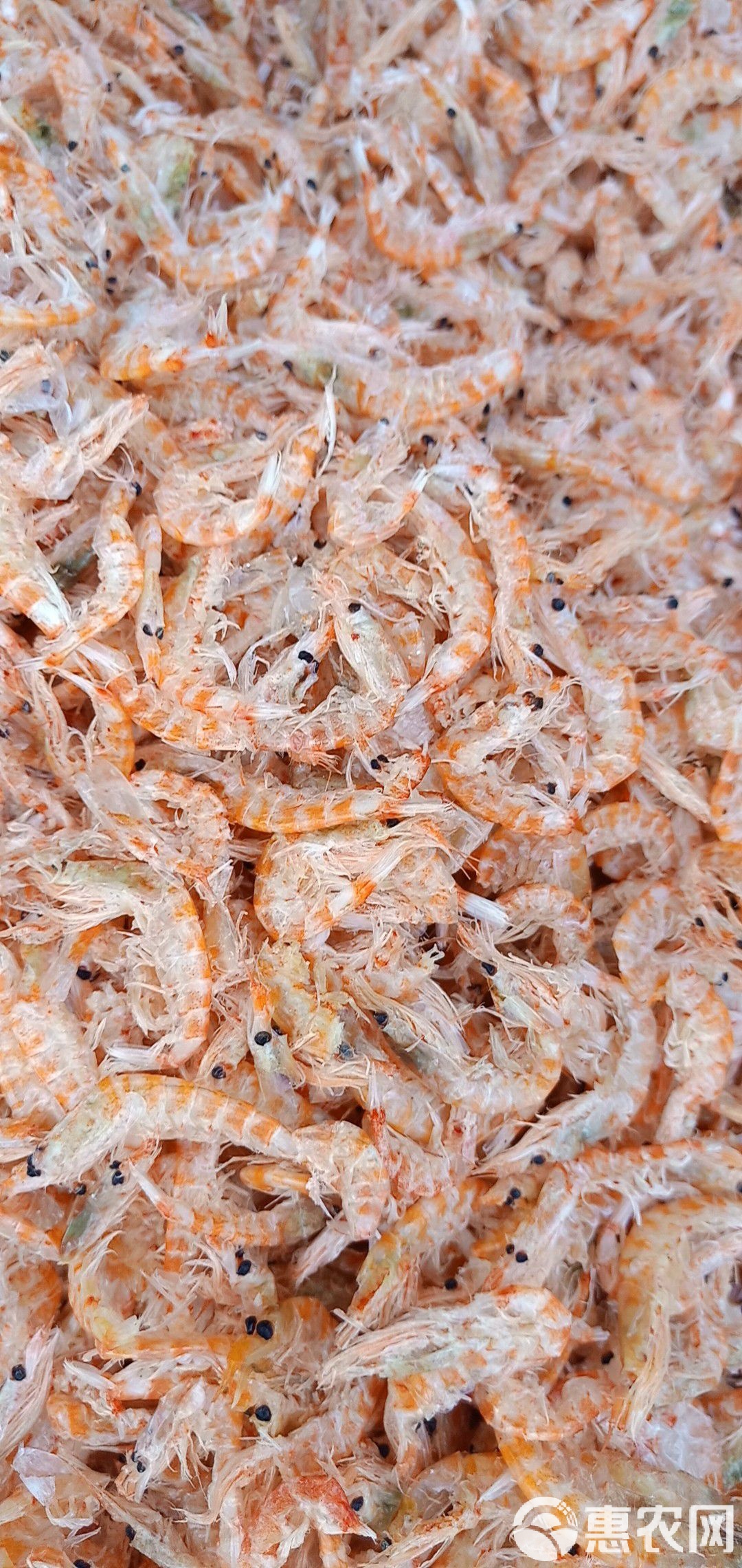 渔具磷虾(什么叫磷虾) 渔具磷虾(什么叫磷虾)