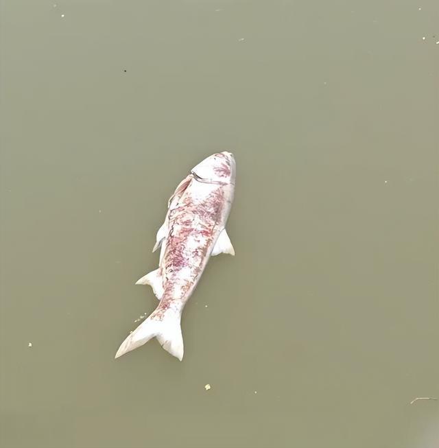 海钓死鱼(海钓死亡)