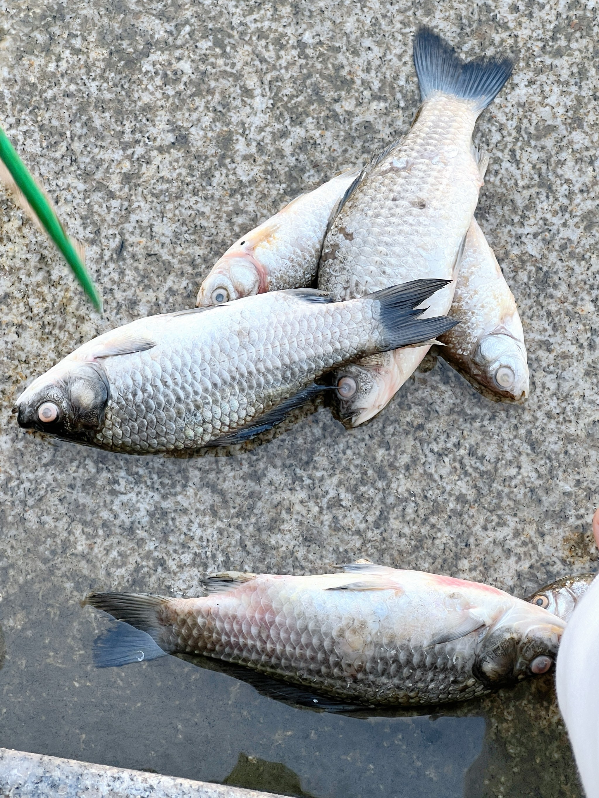 海钓死鱼(海钓死亡)