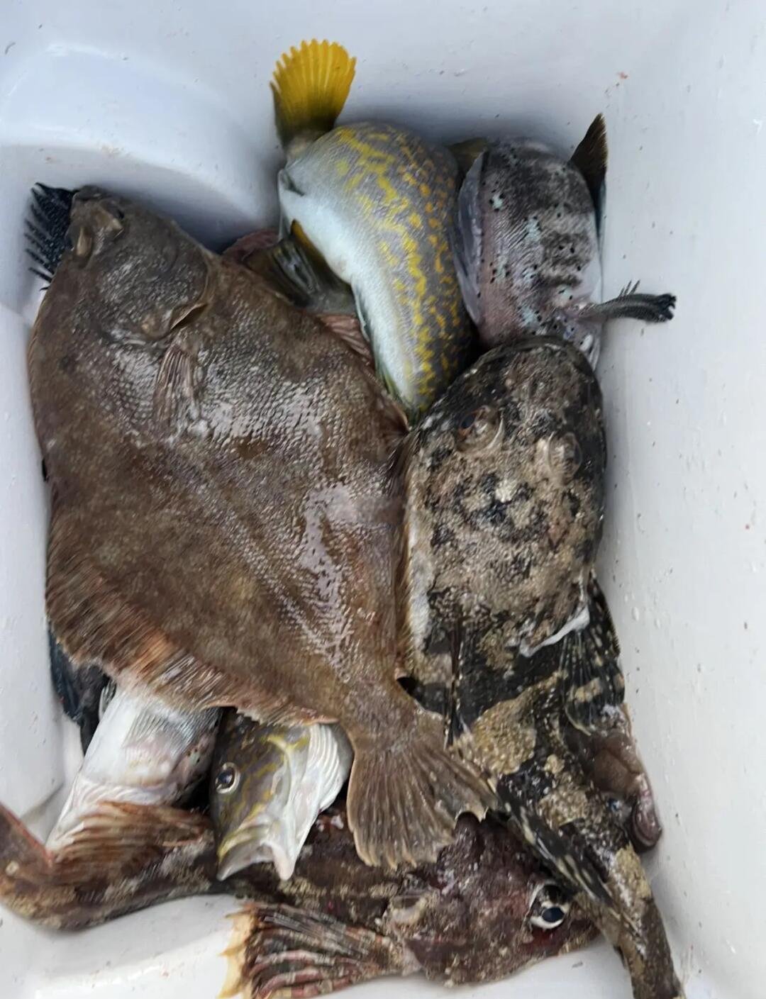 海钓场龙趸(有个鱼叫龙趸)