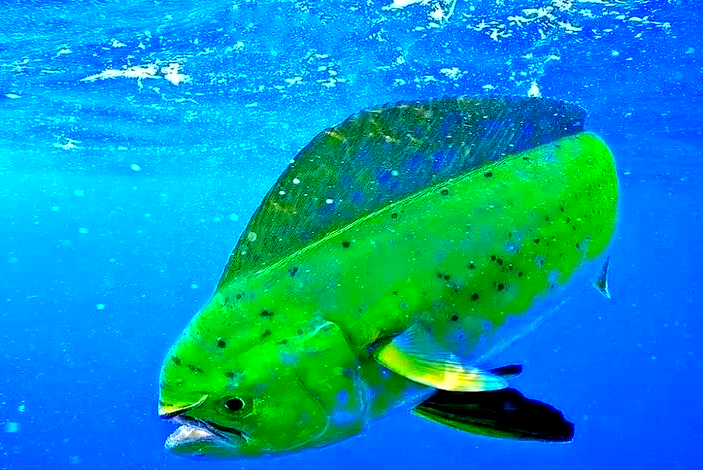 钓鯕鳅技巧(怎样用泥鳅钓鳡鱼)