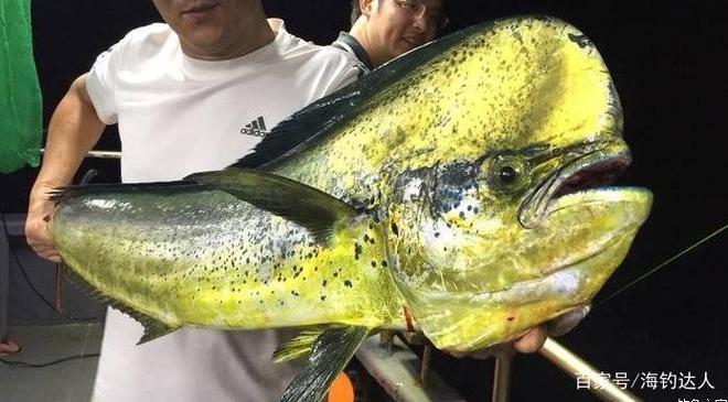 钓鯕鳅技巧(怎样用泥鳅钓鳡鱼)