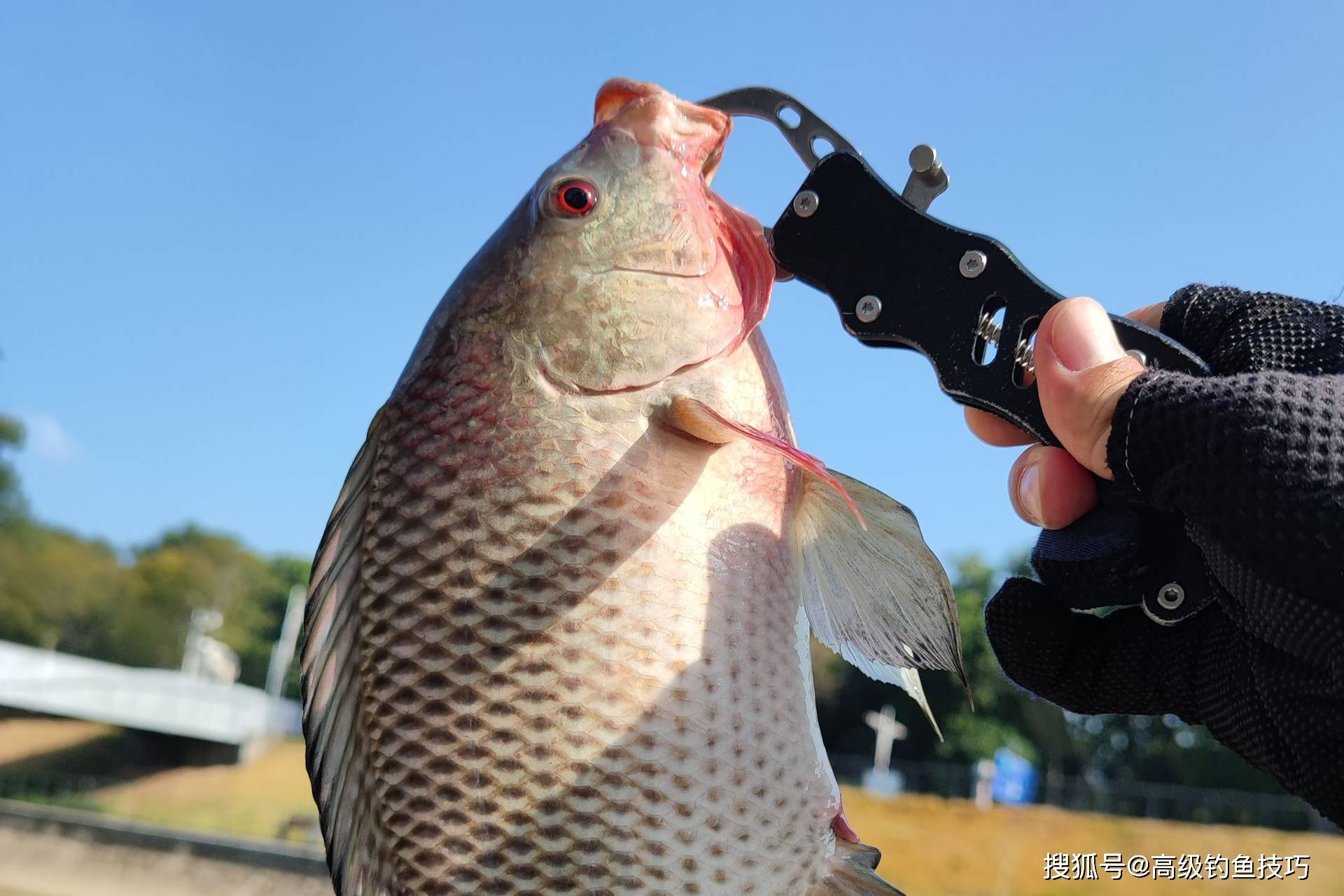 夜钓罗非的技巧(夜钓罗非视频大全高清) 夜钓罗非的技巧(夜钓罗非视频大全高清)