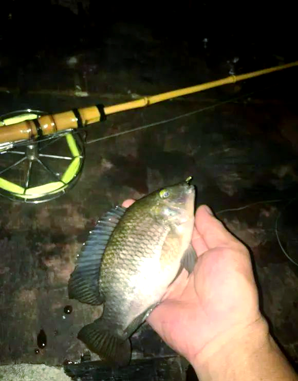 夜钓罗非的技巧(夜钓罗非视频大全高清) 夜钓罗非的技巧(夜钓罗非视频大全高清)