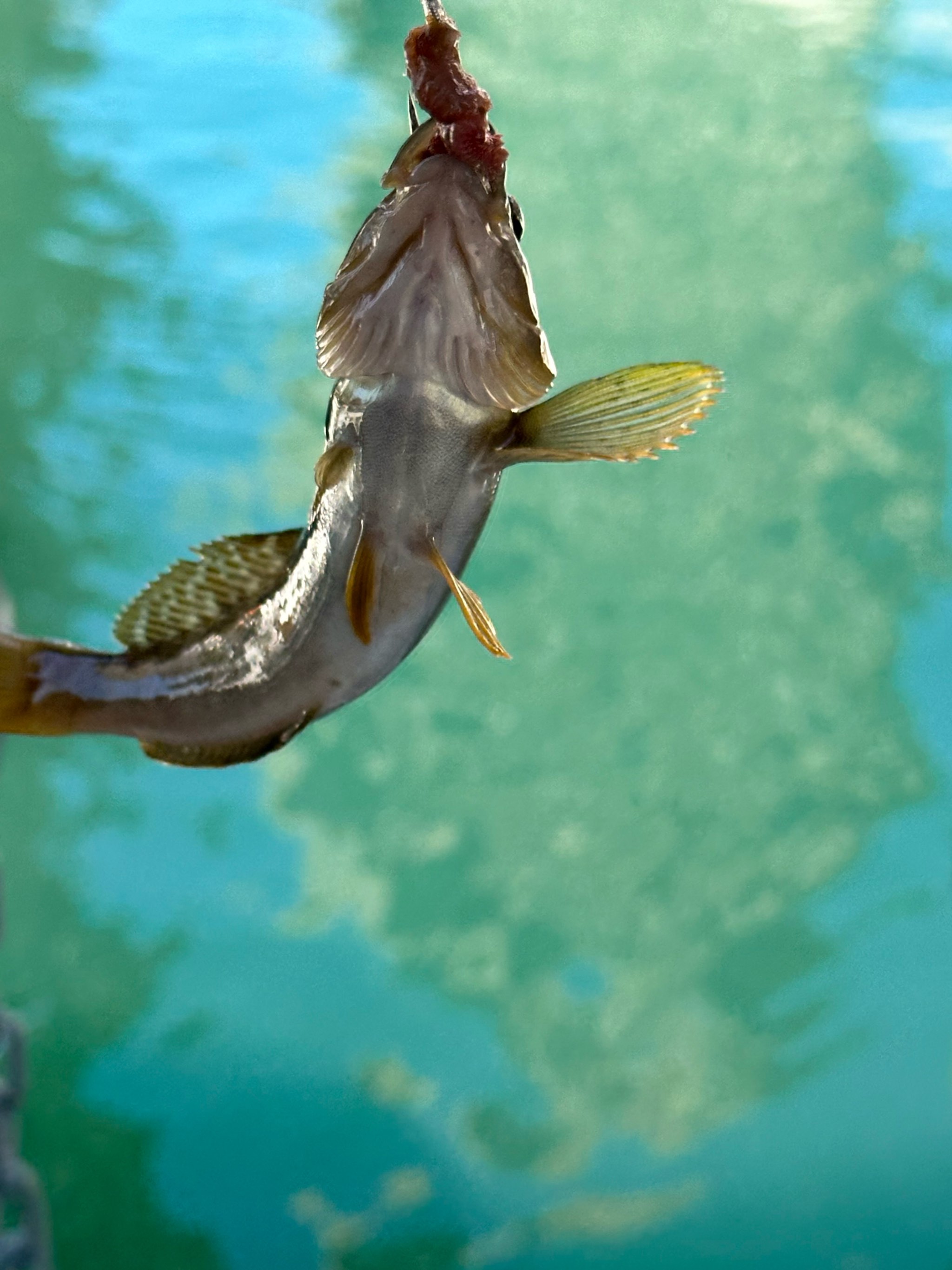 大海钓特大鱼(大海钓大鱼大全视频) 大海钓特大鱼(大海钓大鱼大全视频)