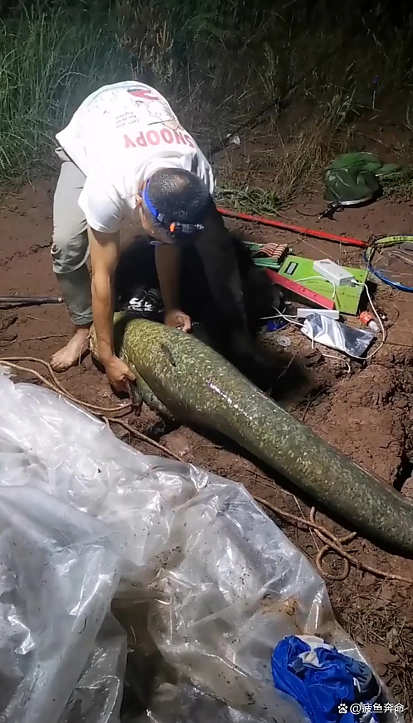 鲶鱼也要吃饵料(鲶鱼也要吃饵料吗) 鲶鱼也要吃饵料(鲶鱼也要吃饵料吗)