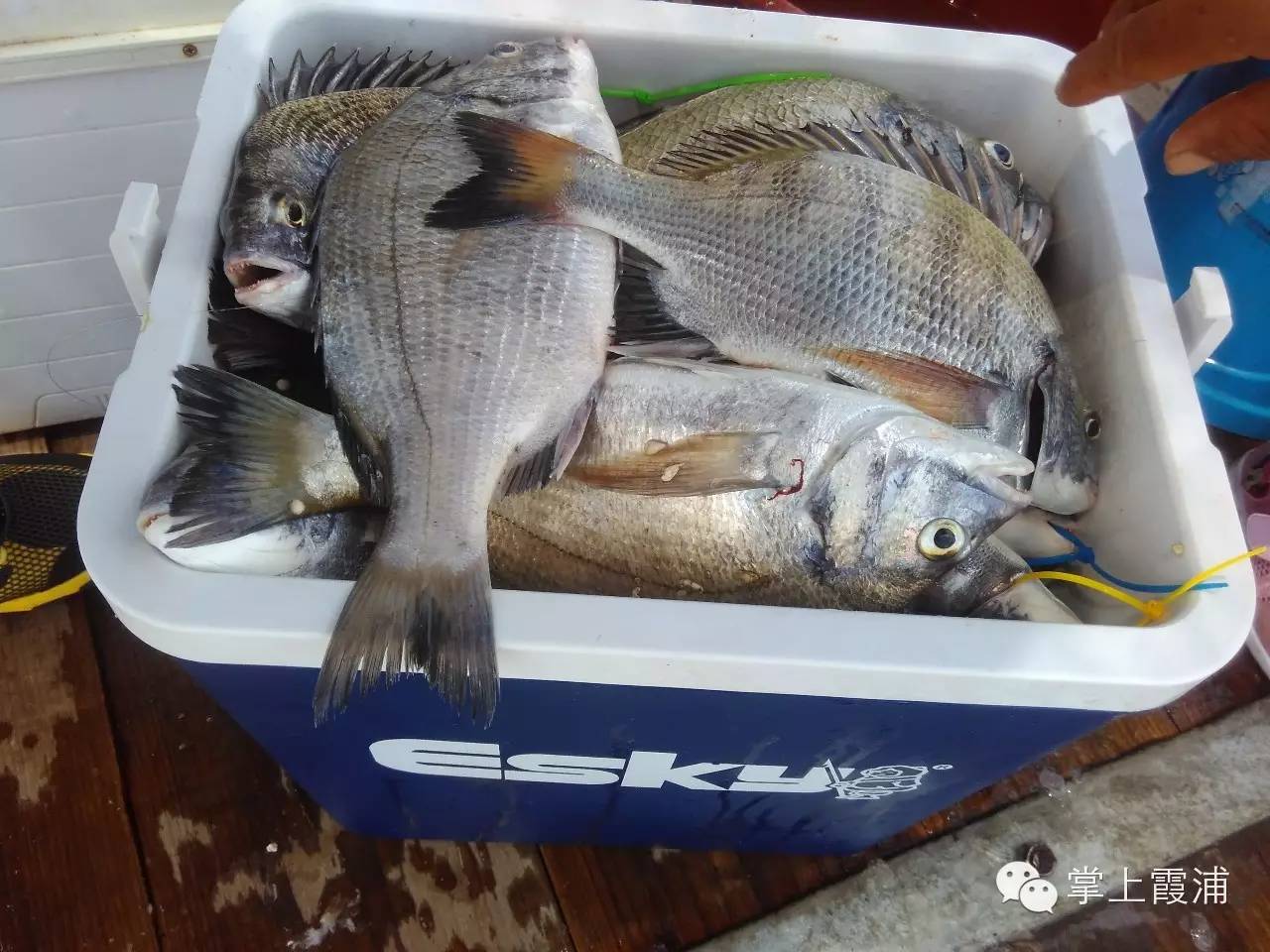 海钓虫怎么挂(海钓虫怎么挂钩最好) 海钓虫怎么挂(海钓虫怎么挂钩最好)