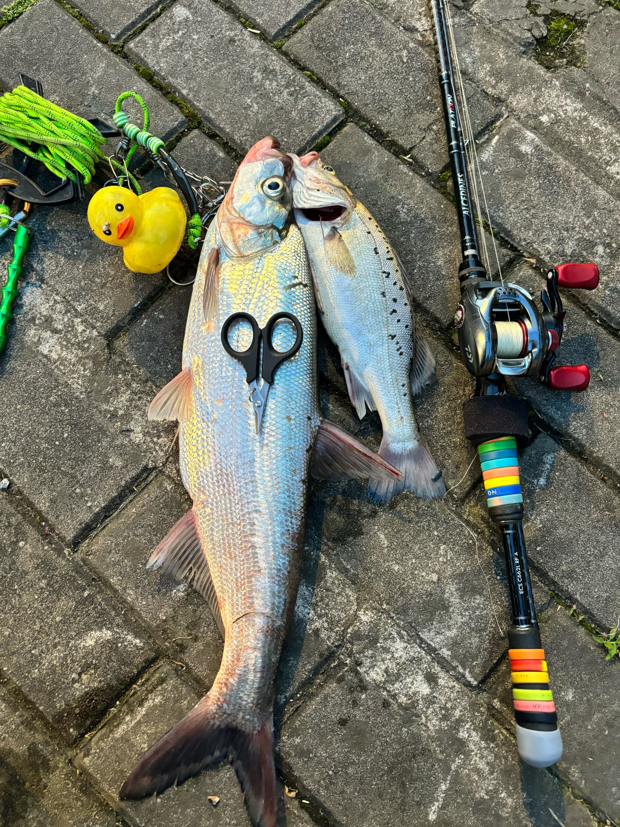 三亚路亚2018(三亚路亚钓点开放时间表) 三亚路亚2018(三亚路亚钓点开放时间表)