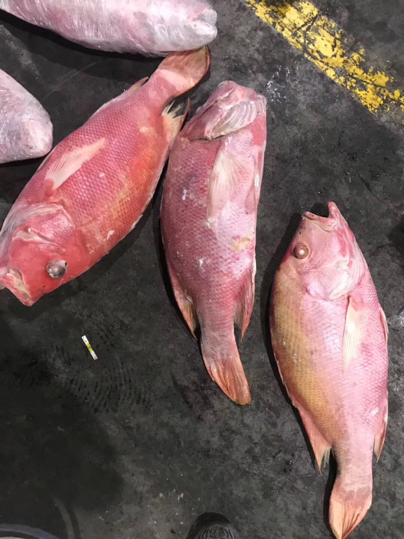 钓红笛鲷技巧(红笛鲷养殖) 钓红笛鲷技巧(红笛鲷养殖)