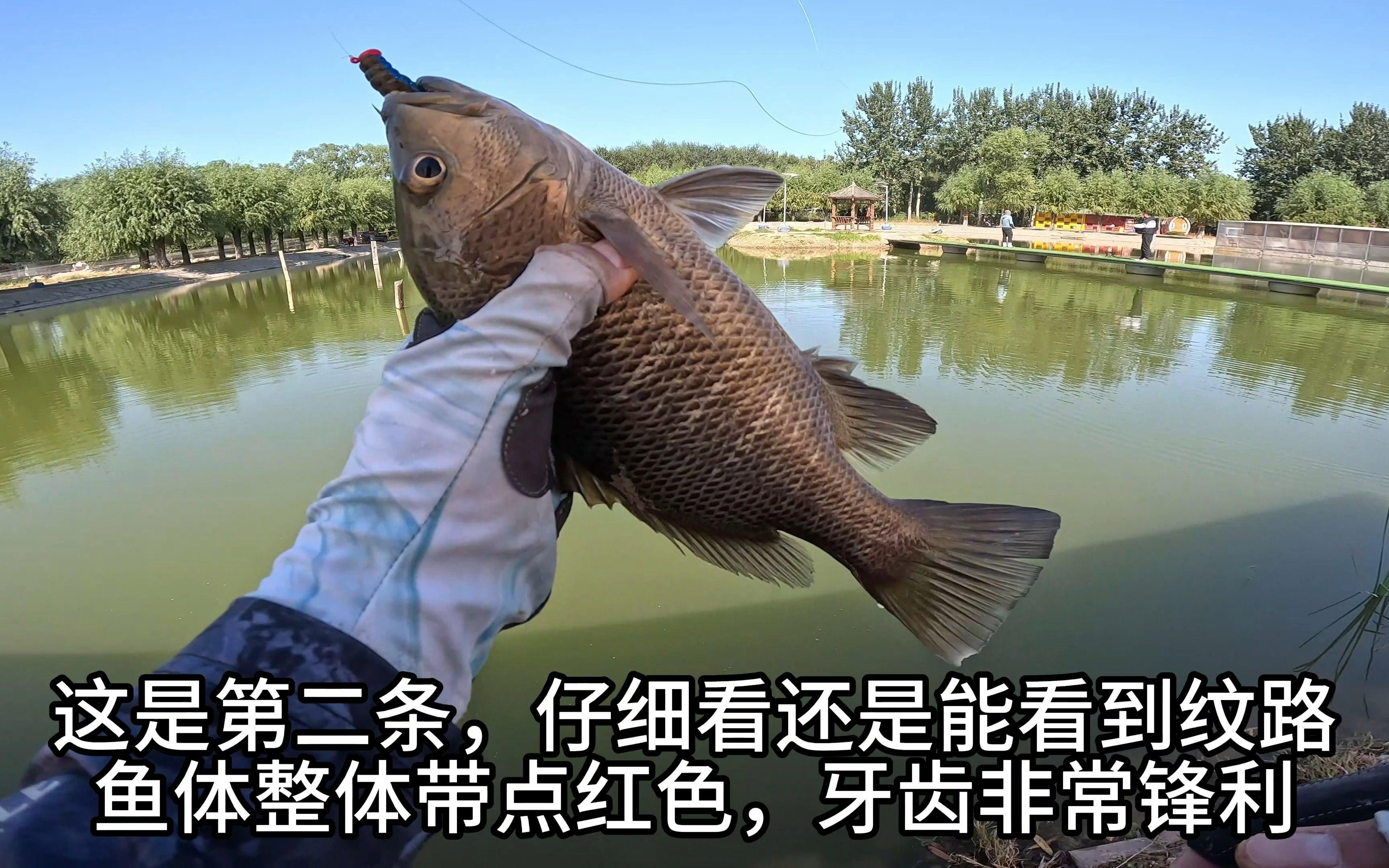 钓红笛鲷技巧(红笛鲷养殖) 钓红笛鲷技巧(红笛鲷养殖)